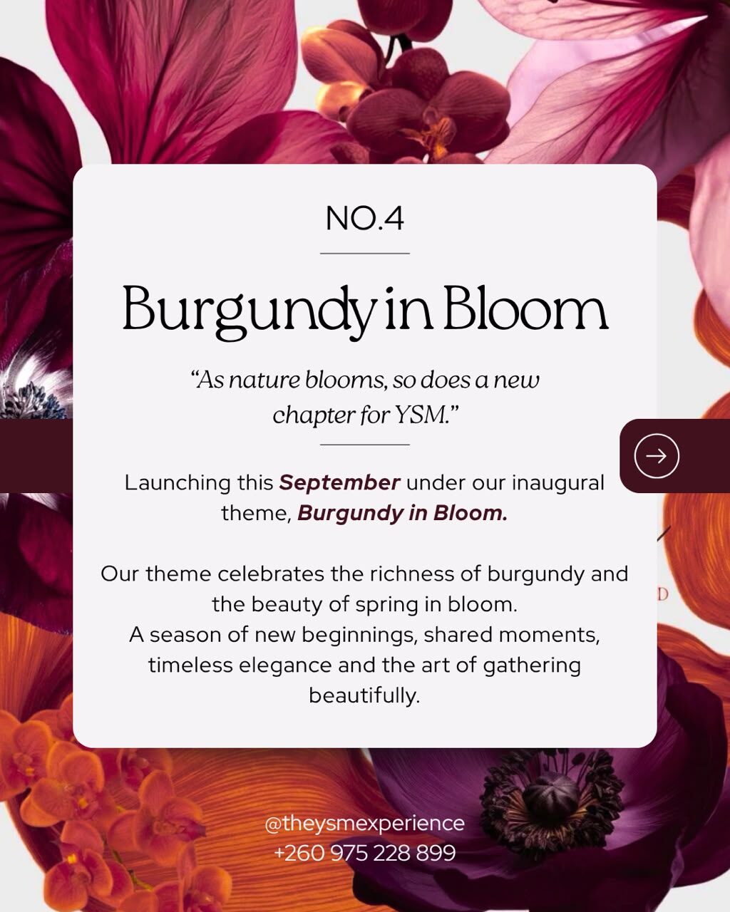 Burgundy in Bloom — experience reveal card